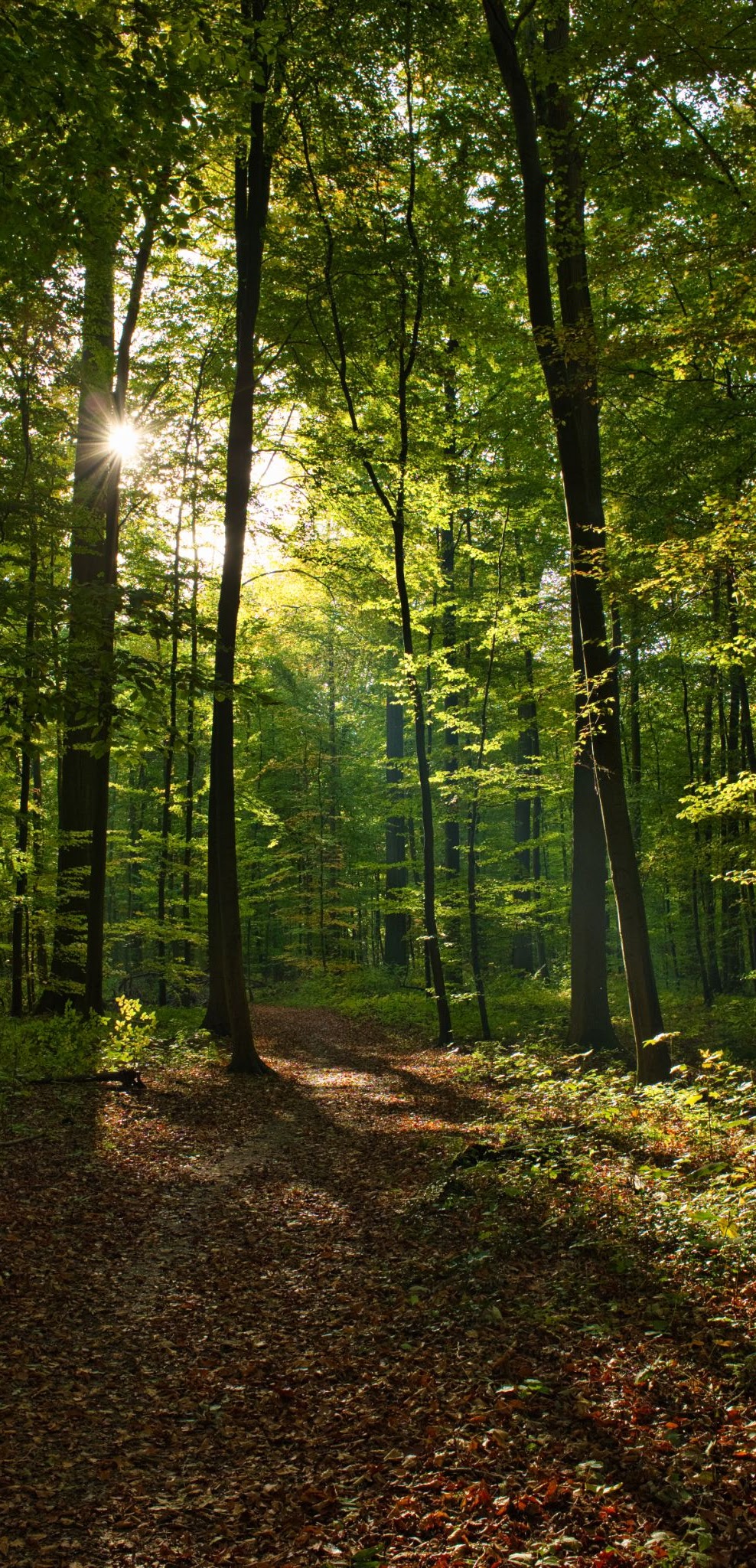wald-gif